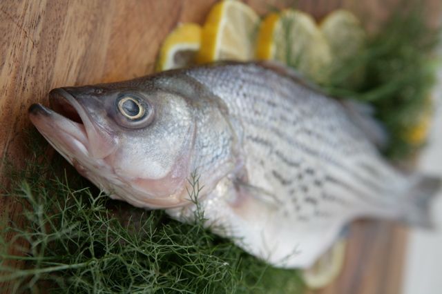 A whole fish on fennel with lemon